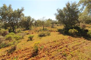 Rustic Land in Aderneira